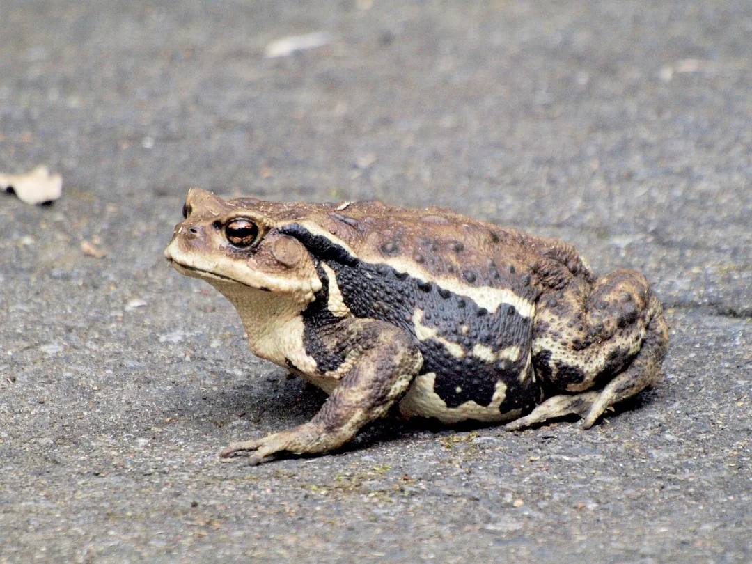 Jak działa chatbot dla siłowni - creatures, frog, it, sumo, how to, big frog, big frog, big frog, big frog, big frog, big frog